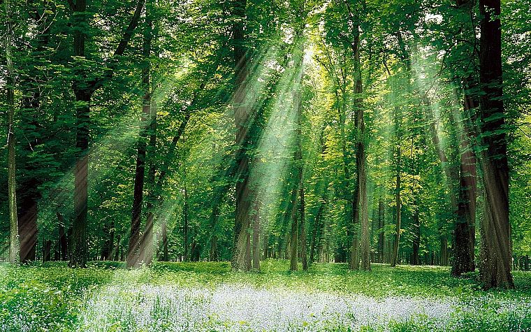 forests, sunlight - desktop wallpaper