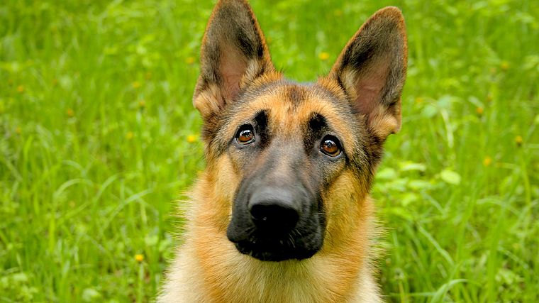 animals, dogs, German Shepherd - desktop wallpaper