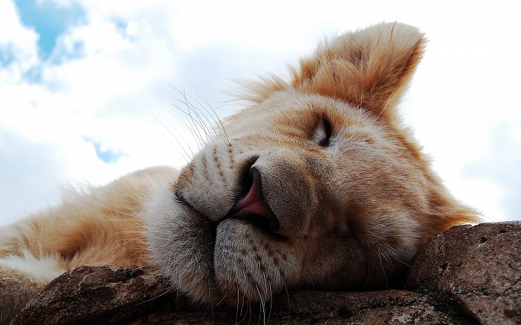 animals, feline, lions - desktop wallpaper