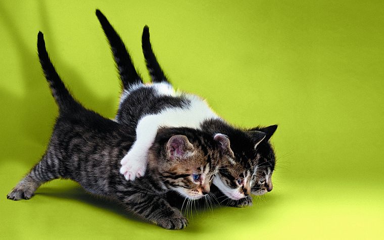 cats, animals, feline, kittens, simple background, green background - desktop wallpaper
