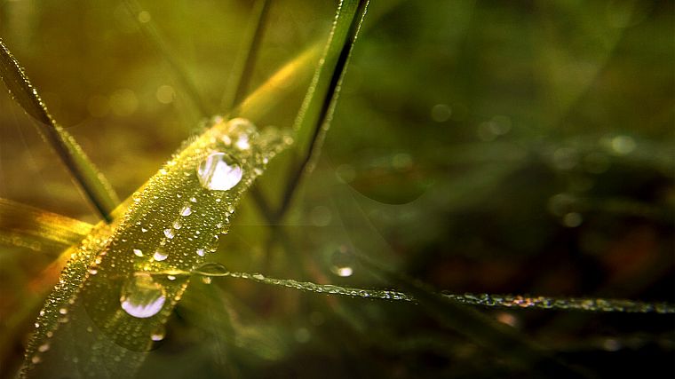 grass, water drops, depth of field - desktop wallpaper