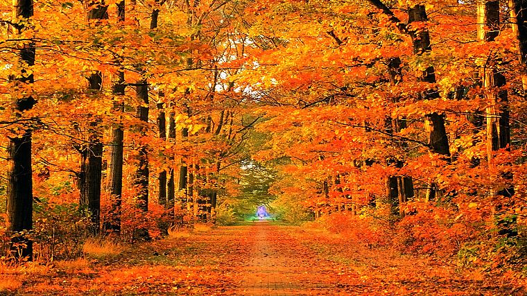 autumn, roads, parks - desktop wallpaper