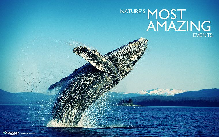 animals, whales - desktop wallpaper