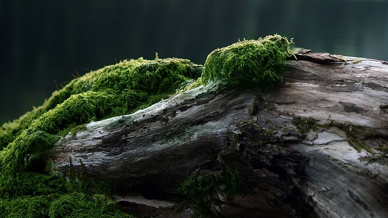 trees, moss - desktop wallpaper