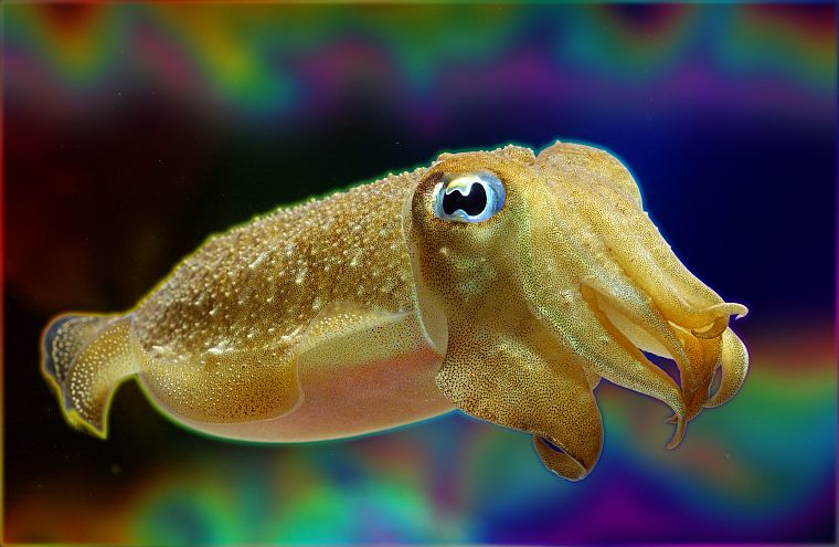 cuttlefish, sea - desktop wallpaper