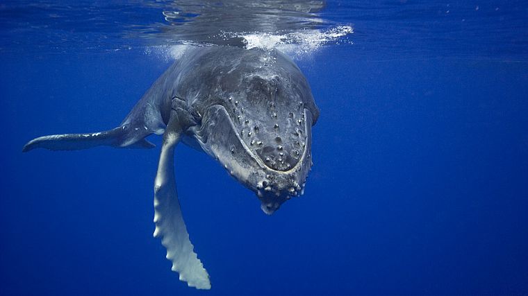 ocean, nature, animals, whales, underwater, humpback whale - desktop wallpaper