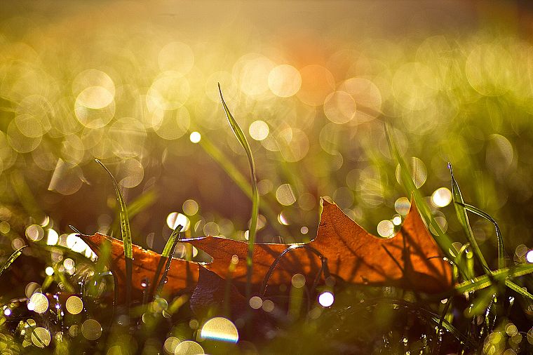 nature, leaf, autumn, drop, sunlight, reflections - desktop wallpaper