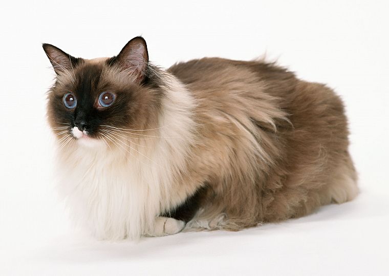 cats, animals, white background - desktop wallpaper