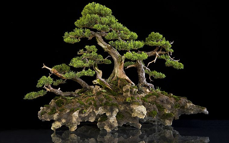 bonsai, bonsai tree - desktop wallpaper