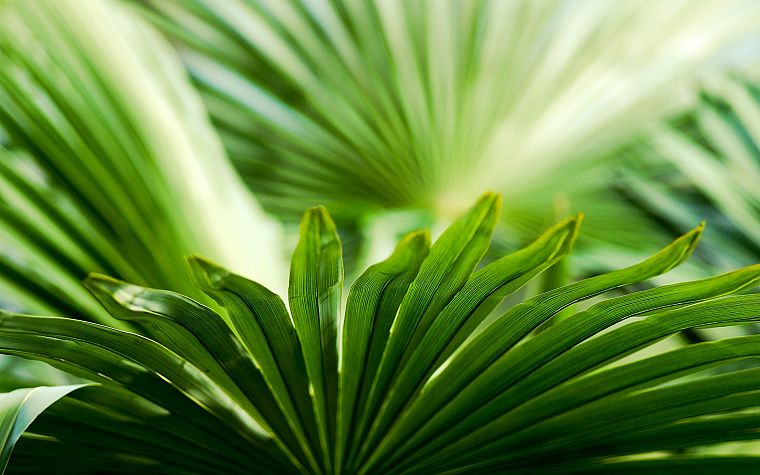 leaves, palm leaves - desktop wallpaper