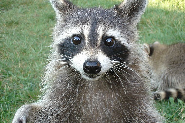 animals, raccoons - desktop wallpaper