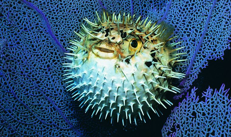 animals, fish, Blowfish - desktop wallpaper