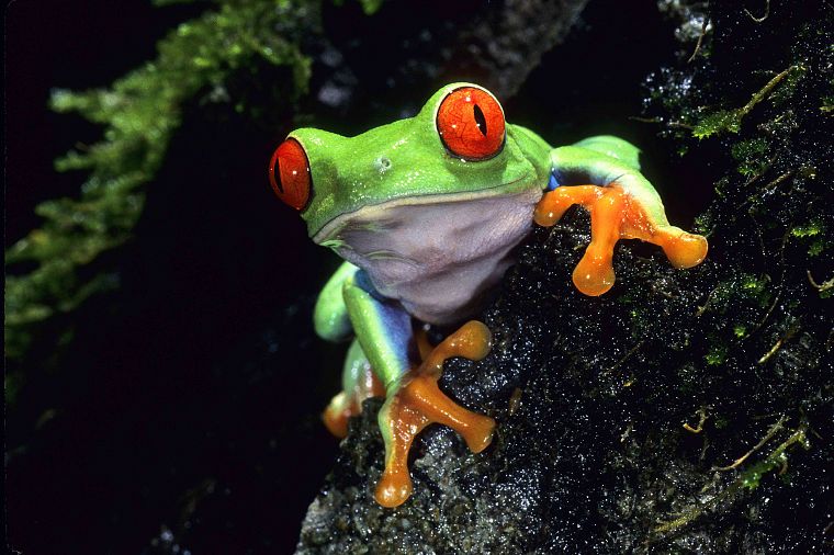green, animals, red eyes, frogs, Red-Eyed Tree Frog, amphibians - desktop wallpaper