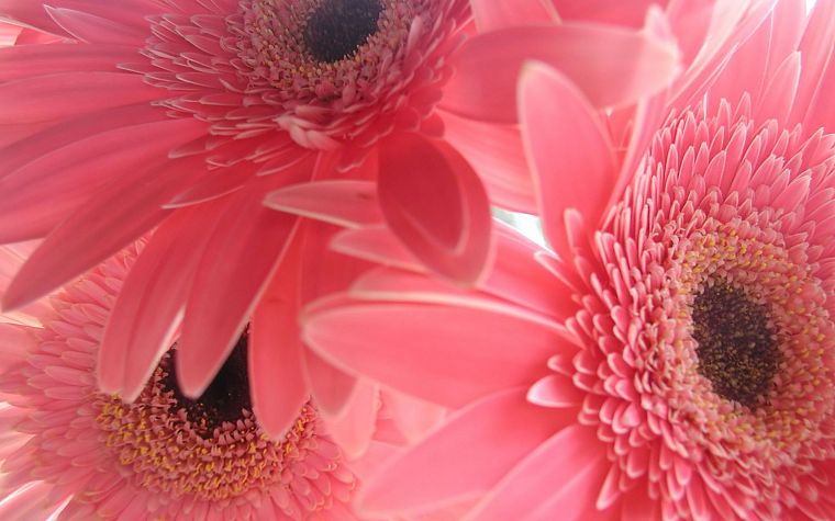 flowers, pink, gerbera flower, gerber daisy - desktop wallpaper