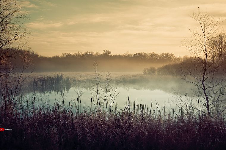landscapes, fog, mist, ponds, morning, lakes, reeds - desktop wallpaper