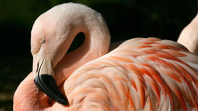 flamingos, Chilean - desktop wallpaper