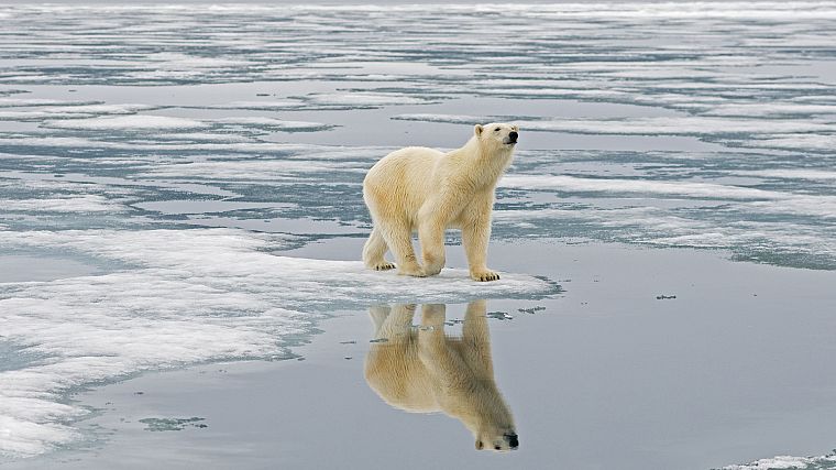 polar bears - desktop wallpaper