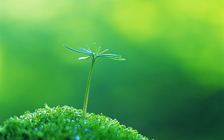 green, close-up, nature, plants, macro - desktop wallpaper