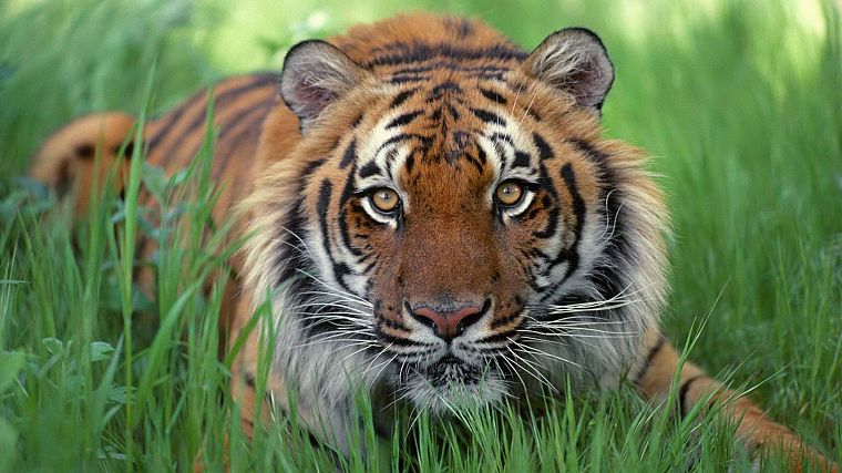 animals, tigers, Bengal tigers - desktop wallpaper