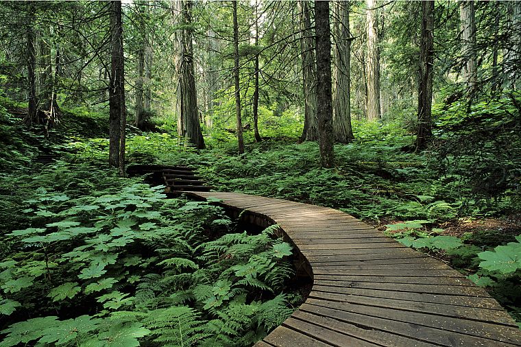 green, nature, trees, forests, paths, roads, boardwalk - desktop wallpaper
