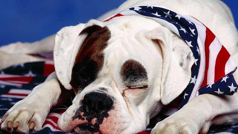 American, dogs, boxer dog, redneck - desktop wallpaper