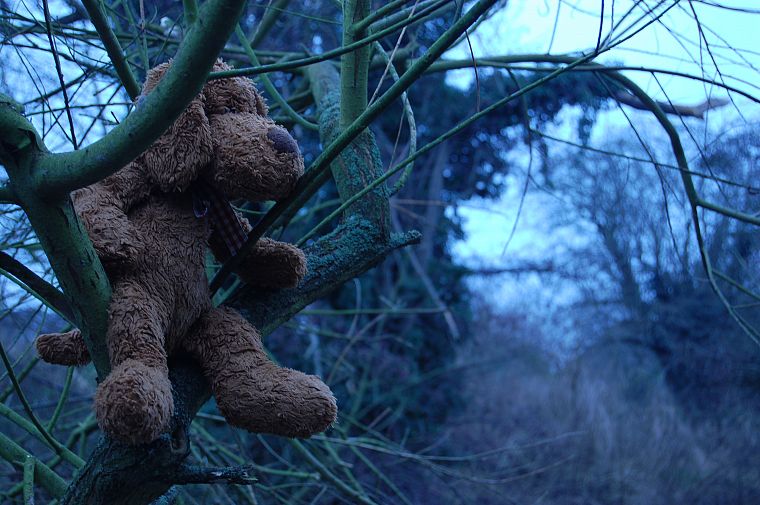 trees, teddy bears - desktop wallpaper
