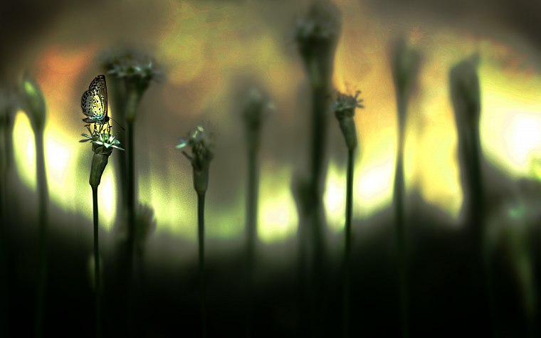 plants, depth of field, butterflies - desktop wallpaper
