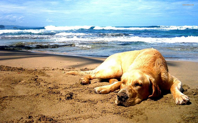 sand, dogs, Labrador Retriever, sea, beaches - desktop wallpaper