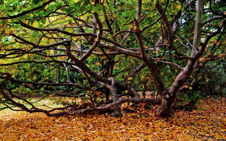 trees, HDR photography - desktop wallpaper
