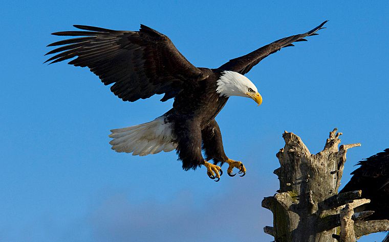 birds, wildlife, eagles, bald eagles - desktop wallpaper
