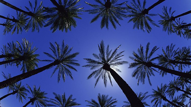 California, palm trees - desktop wallpaper