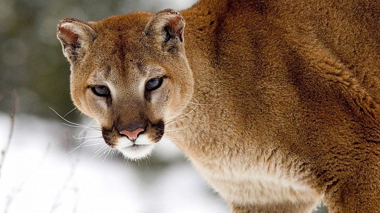 nature, snow, animals, cougars - desktop wallpaper