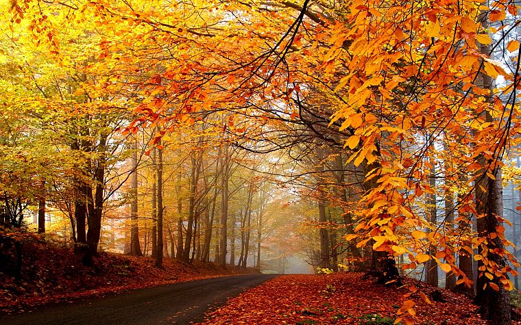 nature, trees, autumn, forests, roads - desktop wallpaper