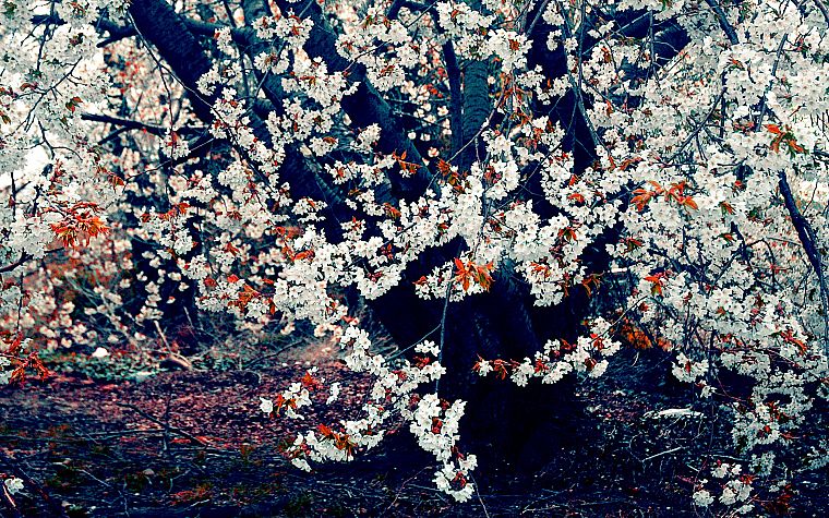 nature, cherry blossoms, trees, bloom, blossoms - desktop wallpaper