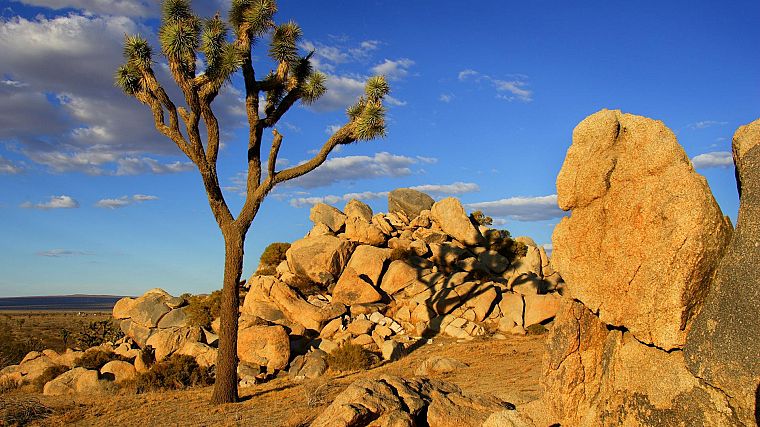 Mojave Desert, joshua tree - desktop wallpaper
