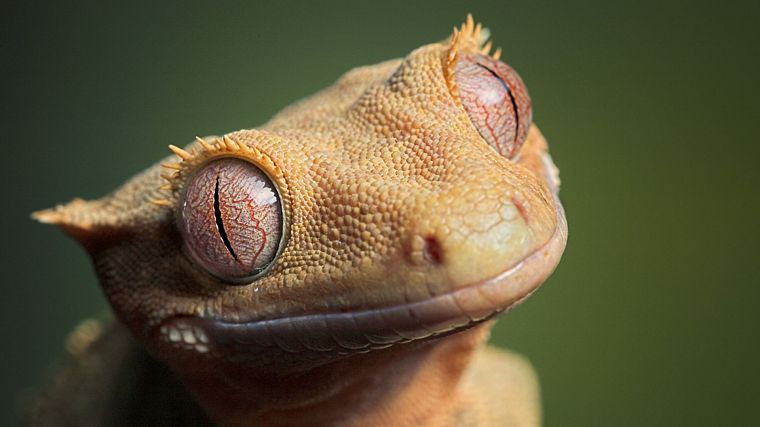 animals, geckos, reptiles - desktop wallpaper