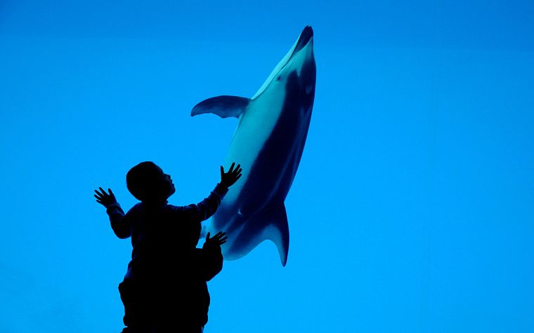 blue, dolphins, children - desktop wallpaper