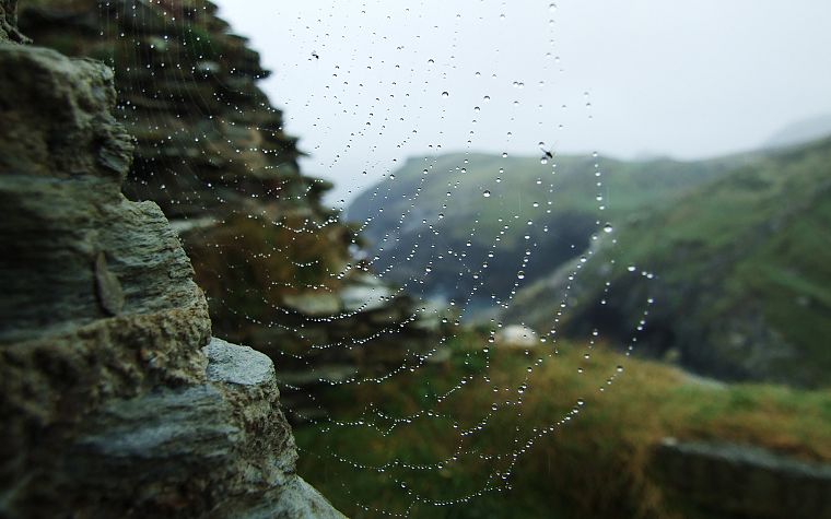 landscapes, water drops, macro, spider webs - desktop wallpaper