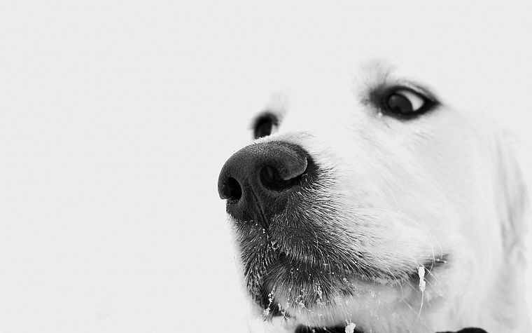 close-up, snow, dogs - desktop wallpaper