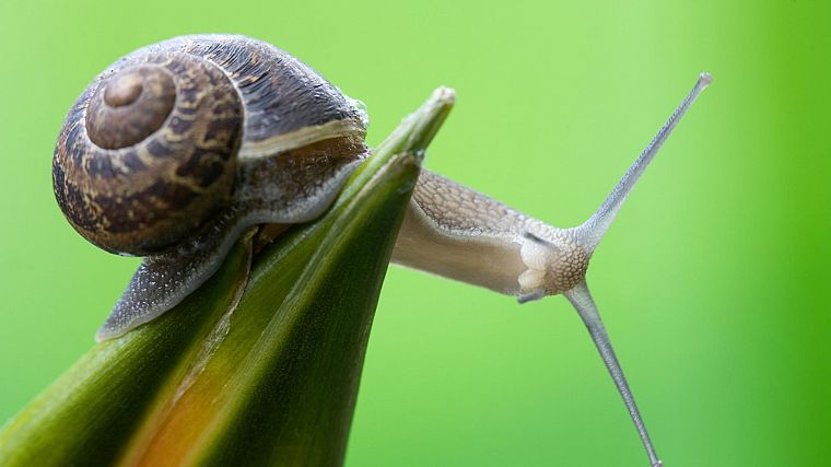 nature, curious, snails, macro, green background, molluscs - desktop wallpaper