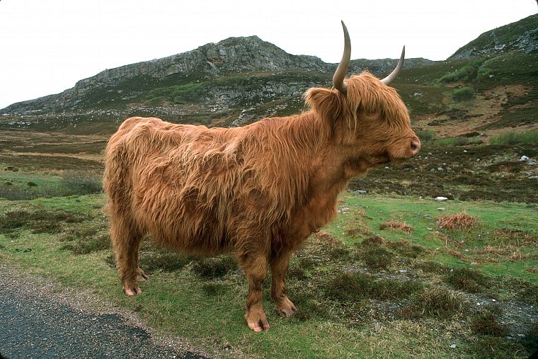 cows, Highland cattle - desktop wallpaper