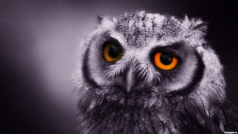 close-up, birds, owls, monochrome - desktop wallpaper