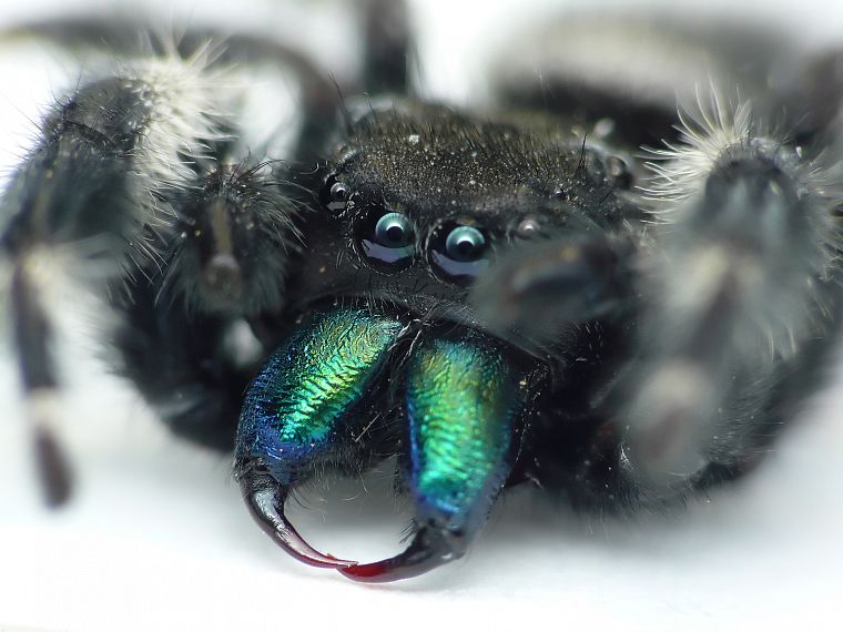 green, blue, eyes, black, animals, insects, spiders, arachnids - desktop wallpaper