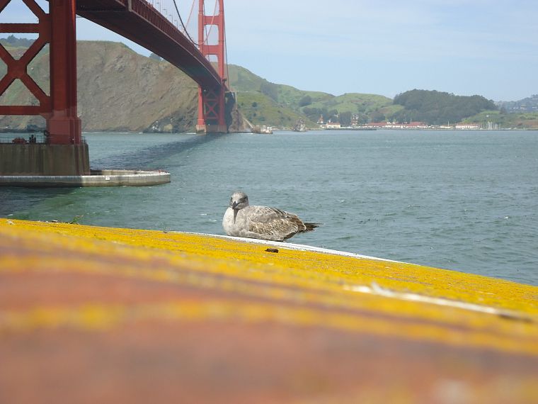 birds, Golden Gate Bridge, San Francisco, Sausalito - desktop wallpaper