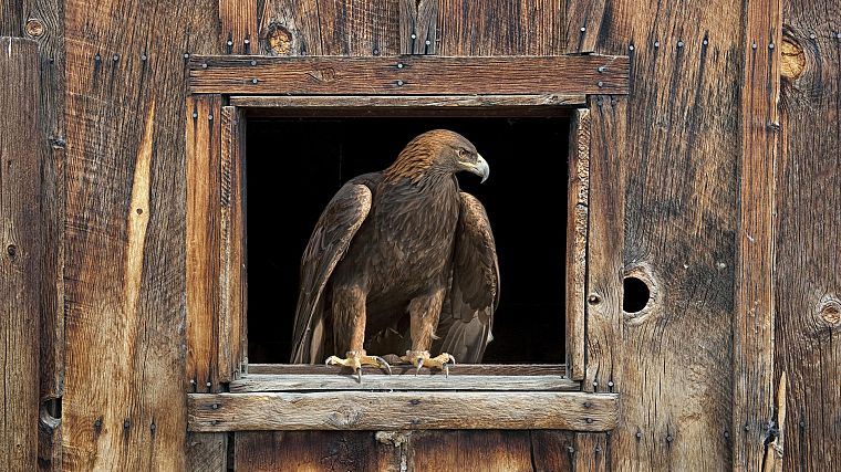 eagles, barn - desktop wallpaper