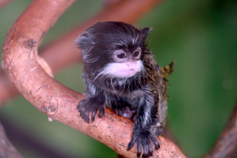 monkeys, tamarin, baby animals - desktop wallpaper