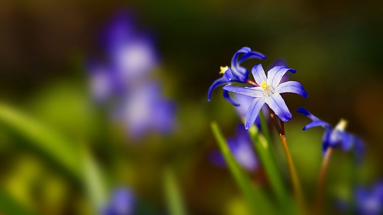 nature, flowers, blurred - desktop wallpaper