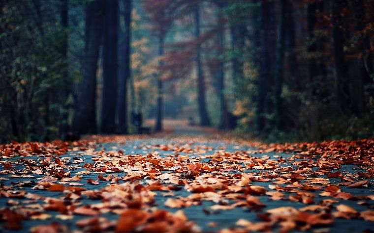 autumn, wood, leaves, depth of field, fallen leaves - desktop wallpaper