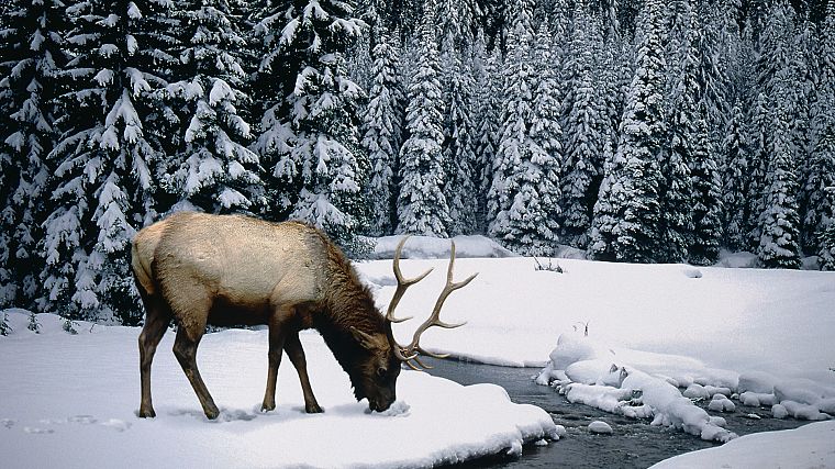 winter, snow, elk - desktop wallpaper