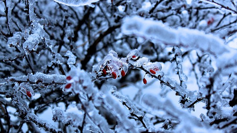 snow, trees, frost - desktop wallpaper